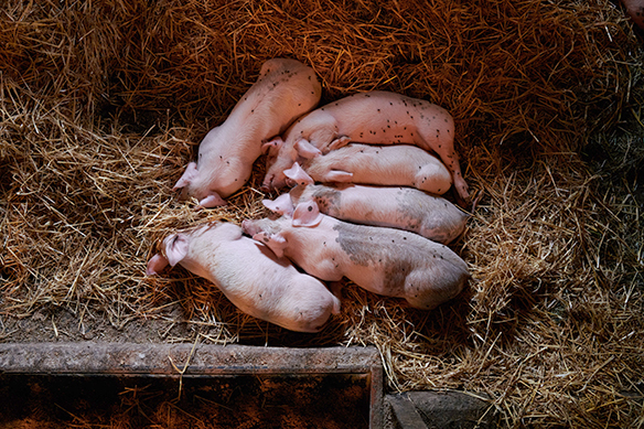 Ferkel-Siesa im Schülerhof