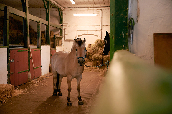 Therapeutischer Reitstall der Kinder- und Jugendhilfe